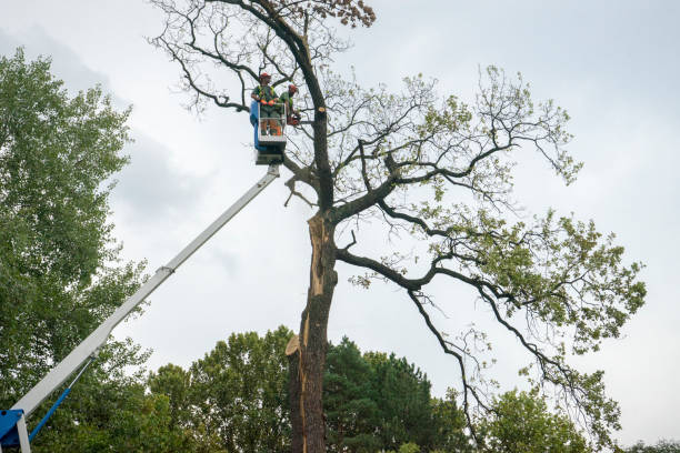 Why Choose Our Tree Removal Services in Waverly, IL?